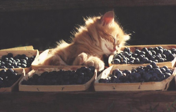 Пушистый кот