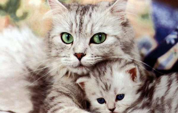 Кошка с котёнком