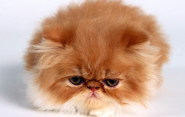 Рыжий пушистый котёнок