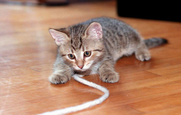 Игривый кот