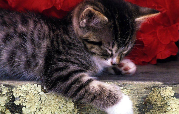 Полосатый кот