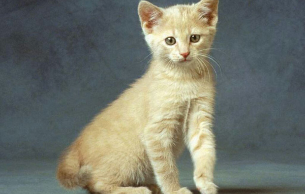 Маленькая кошка