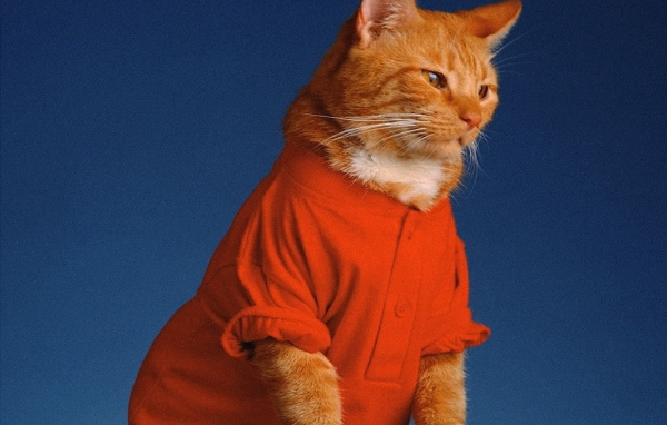 Кошка в одежде