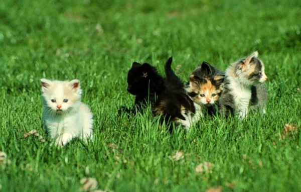 Котята малыши