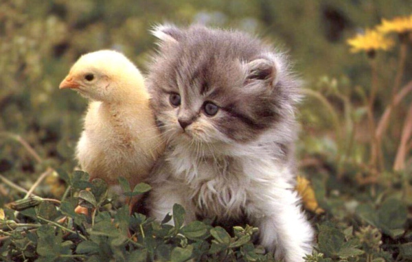 Котёнок и циплёнок