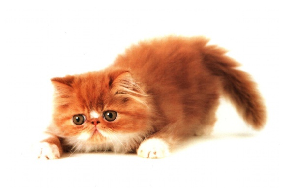 Толстый рыжий котёнок