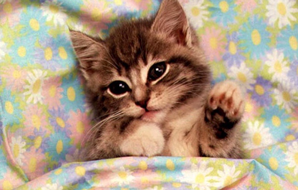 Котик в постеле