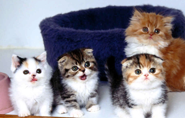Маленькие разноцветные котята