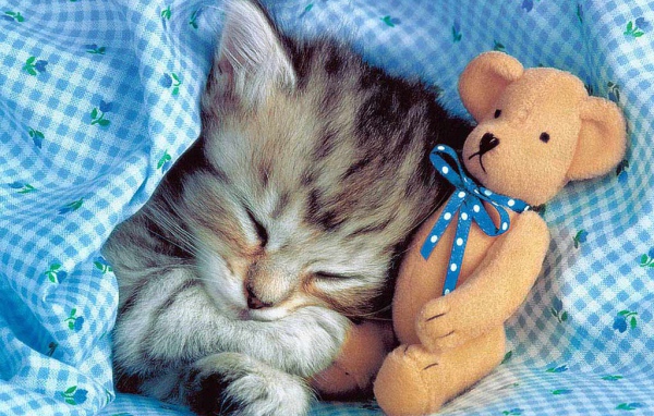 Спящая кошка