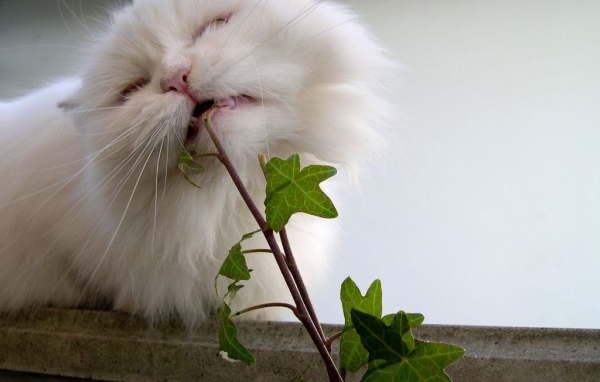 Кот ест растение