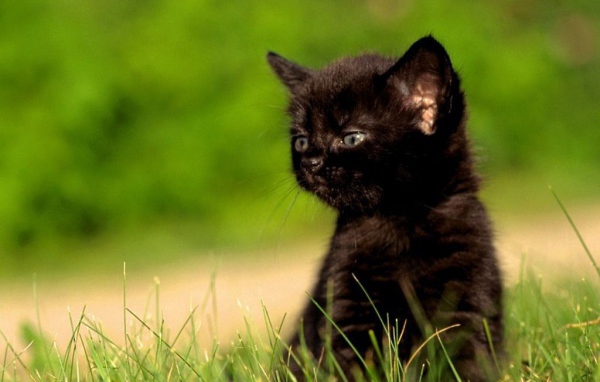 черненький котенок