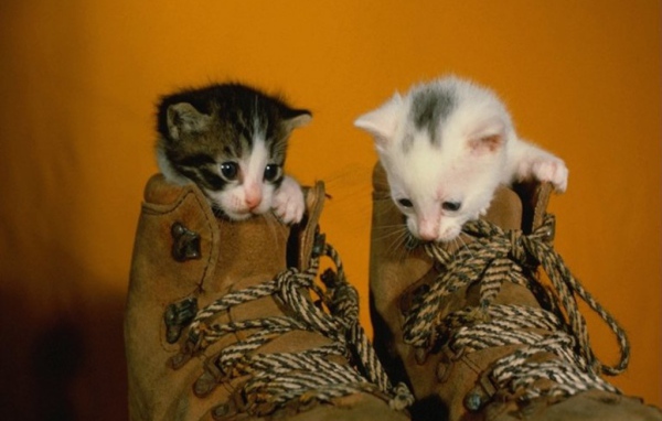 Котята в обуви