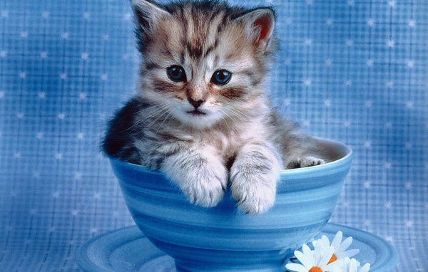Котик в чашке