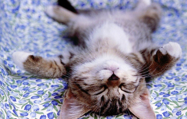 Котёнок лежащий на спине