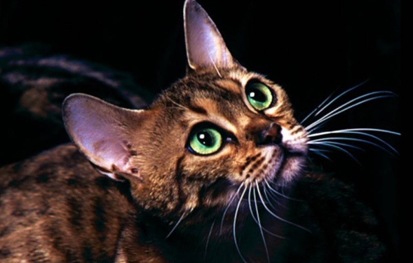 Милая мордочка котёнка