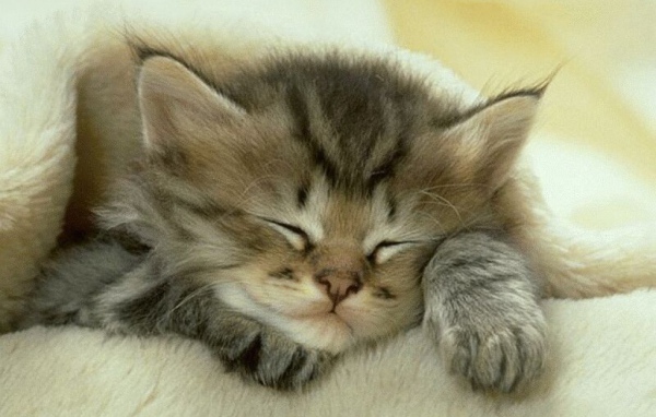 Спящий котенок