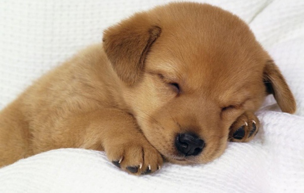 Спящий щенок