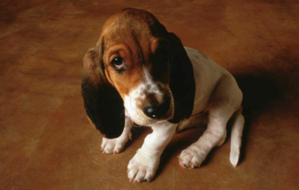 Маленькая собачка