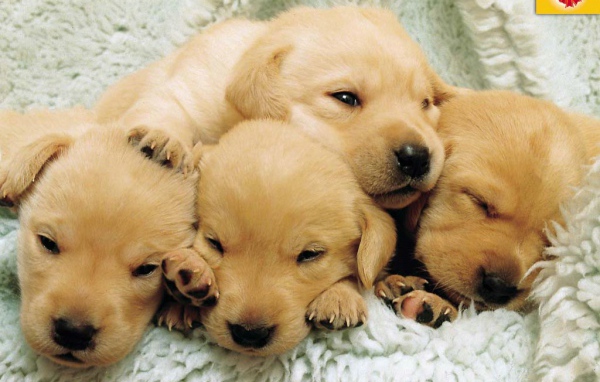 Малыши собаки