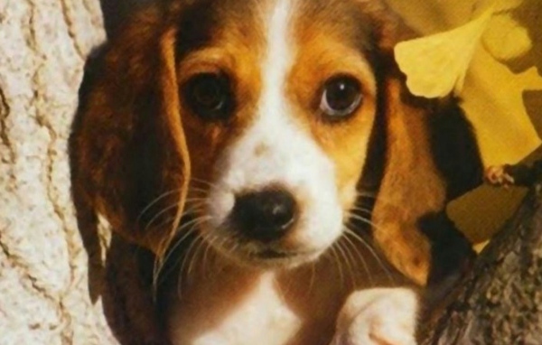 Собака на дереве