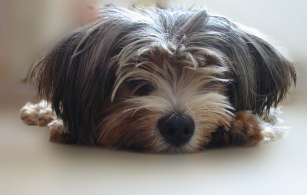 Мохнатый пес