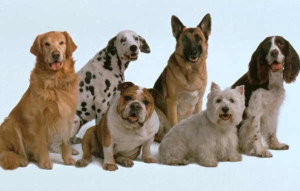 Собаки разных пород