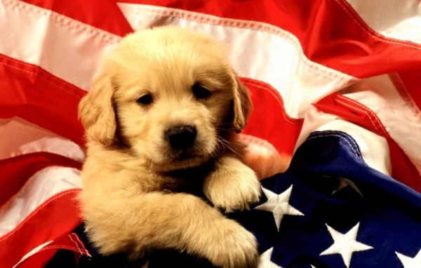 Американский щенок