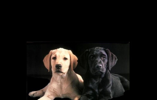 Белый и черный пес