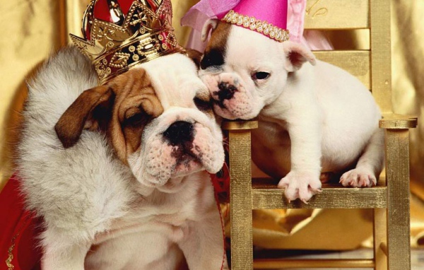 Наряженые собаки