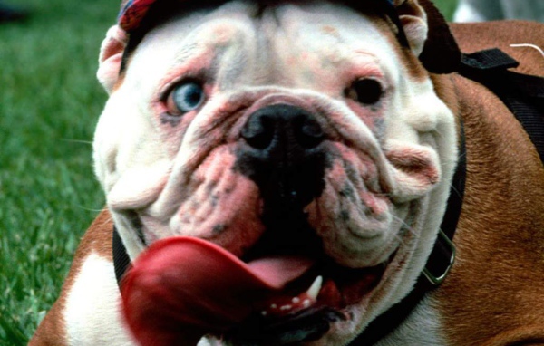 Собака в кепке