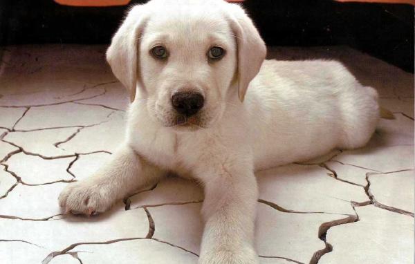 Белый щенок