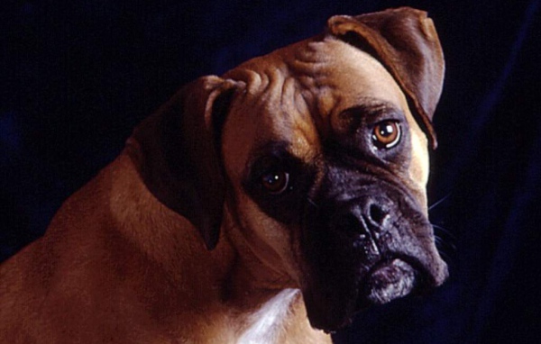 Собака на темном фоне