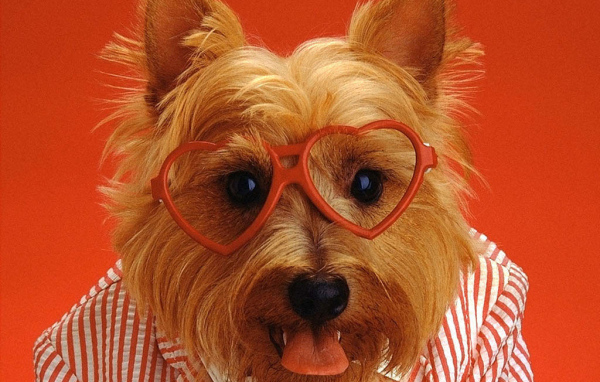 Смешная собака в очках