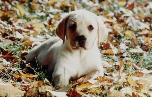 Песик на земле