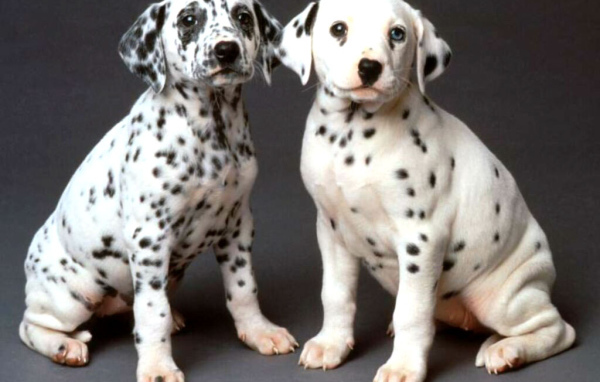 Два долматинца