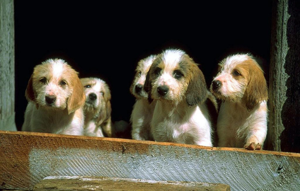 Маленькие щенки