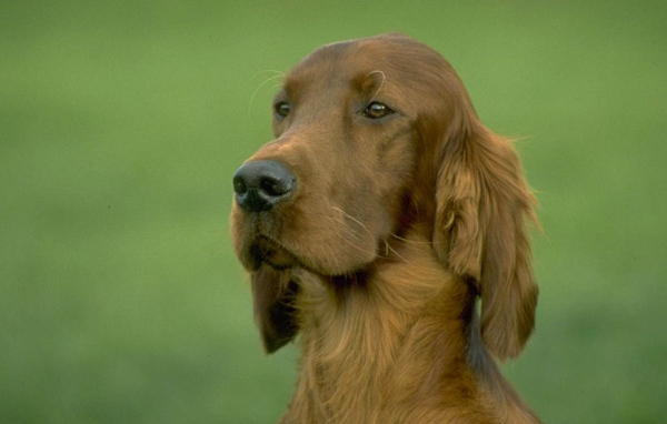 Красивая собака