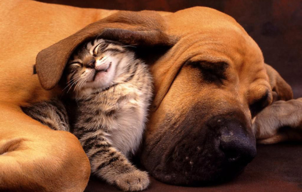 Собака и кошка