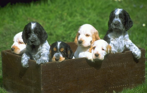 Щенята в ящике