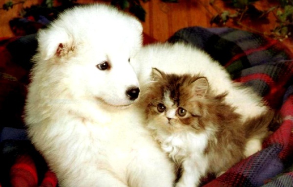 Щенок и котёнок
