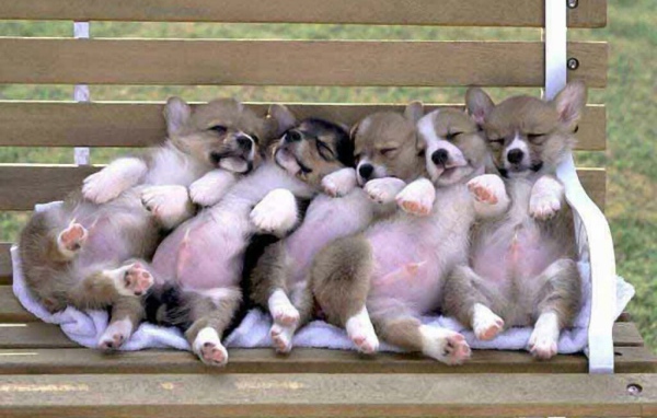Новорожденные собаки