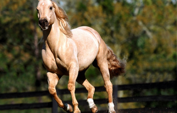 Лошадь на скаку