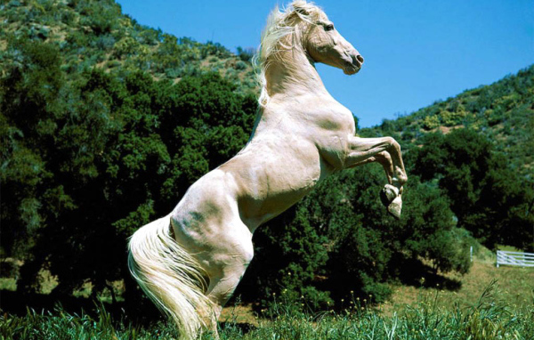 Лошадь на дыбах