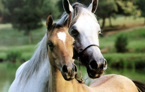 Конь и Лошадь