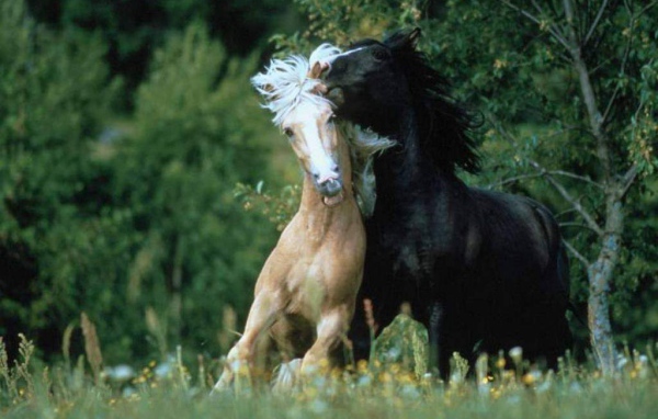 Лошади семейство