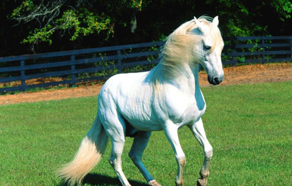 Лучший конь