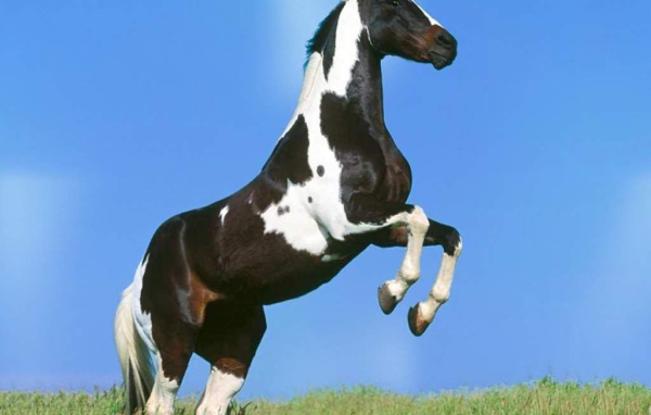 Белая лошадь