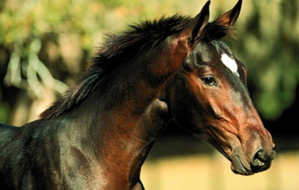 Лошадка с детенышем