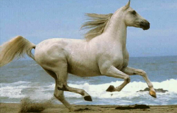 Лошадь в поле