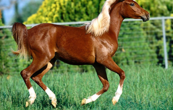 Конь красавиц